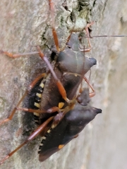 Pentatoma rufipes