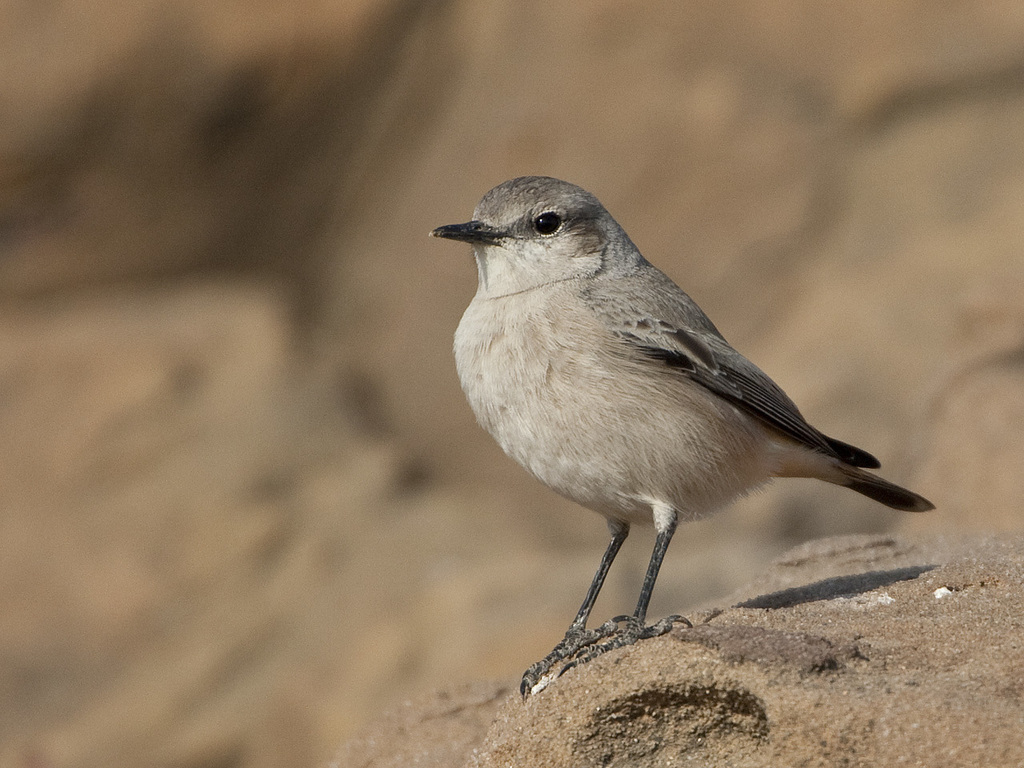 Persian Wheatear photo