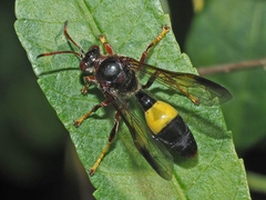 Gorytes natalensis