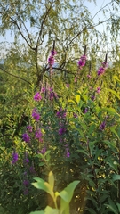 Lythrum salicaria