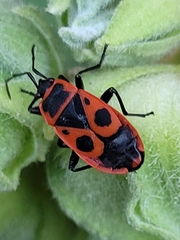 Pyrrhocoris apterus