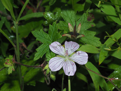 Geranium flanaganii
