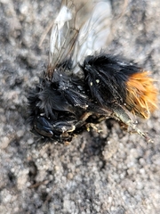 Bombus lapidarius
