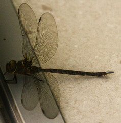 Gynacantha manderica