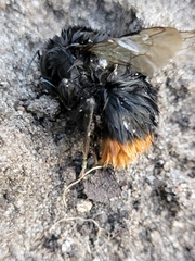 Bombus lapidarius