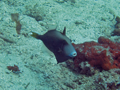 Sufflamen chrysopterum