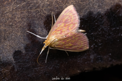 Ecpyrrhorrhoe damastesalis