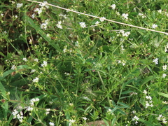 Galium rivale