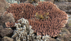 Acropora millepora