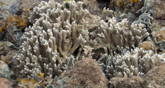 Montipora digitata