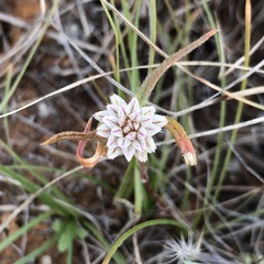 Gomphrena lanata