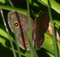 Brakefieldia perspicua