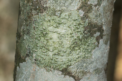 Pertusaria leioplaca