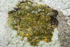 Pertusaria leioplaca
