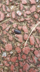 Armadillidium vulgare