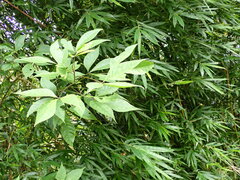 Crateva adansonii formosensis