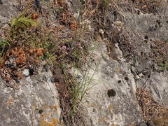 Allium rubens