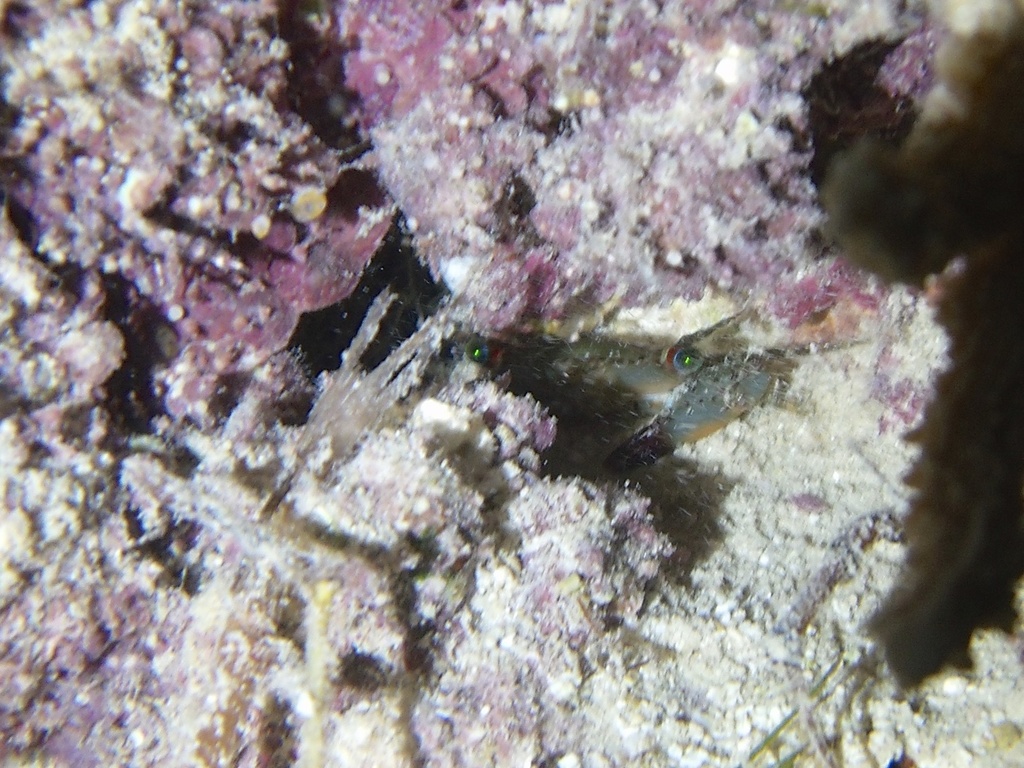 Thalamitoides tridens