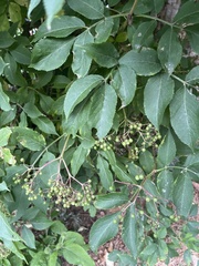 Sambucus nigra