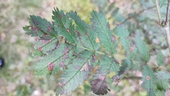 Gymnosporangium cornutum