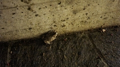 Bufotes viridis balearicus