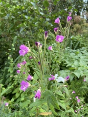 Epilobium hirsutum