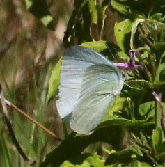 Catopsilia florella