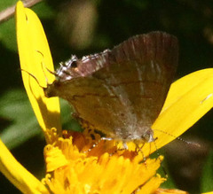 Hypolycaena philippus