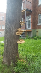 Cerioporus squamosus