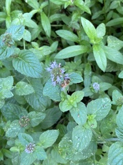 Mentha aquatica