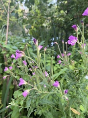 Epilobium hirsutum