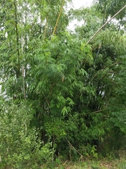 Phyllostachys edulis