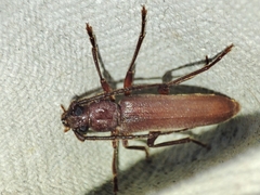 Arhopalus syriacus