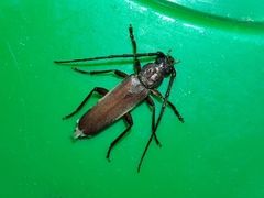 Arhopalus syriacus