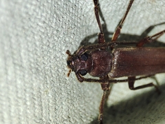 Arhopalus syriacus