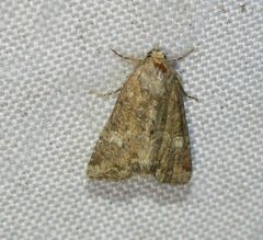 Mesoligia furuncula