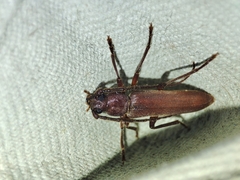 Arhopalus syriacus