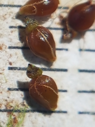 Pelkinis duonis nuotrauka