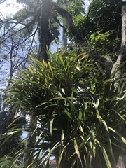 Oncidium sphacelatum