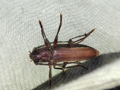 Arhopalus syriacus