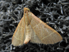 Hypsopygia glaucinalis