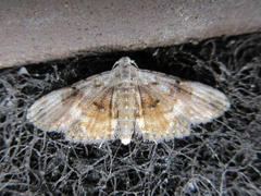 Araeopteron amoena