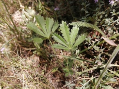 Potentilla thuringiaca
