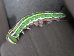 Sphinx morio arestus