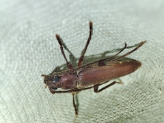 Arhopalus syriacus