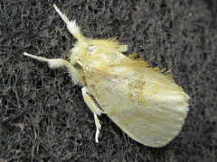 Euproctis subflava