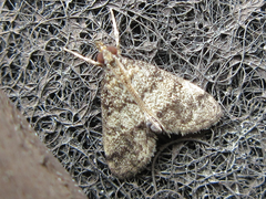 Dolicharthria bruguieralis