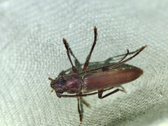 Arhopalus syriacus