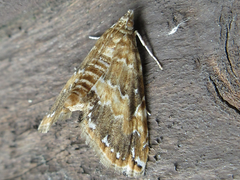 Elophila turbata