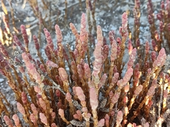 Microcnemum coralloides